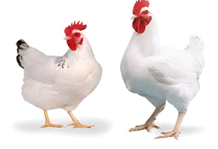 मुर्गा 1 West Bengal