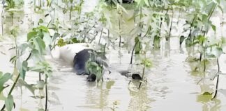 Crashed Aircraft Found