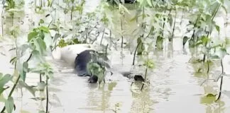 जमशेदपुर से उड़ान भरने के बाद लापता एयरक्राॅफ्ट को नेवी ने सातवें दिन चांडिल डैम से निकाला, वजन 800KG Crashed Aircraft Found