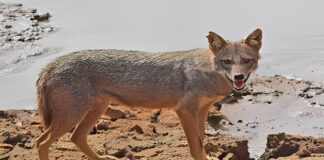 मुजफ्फरपुर में आदमखोर सियार से मिली राहत