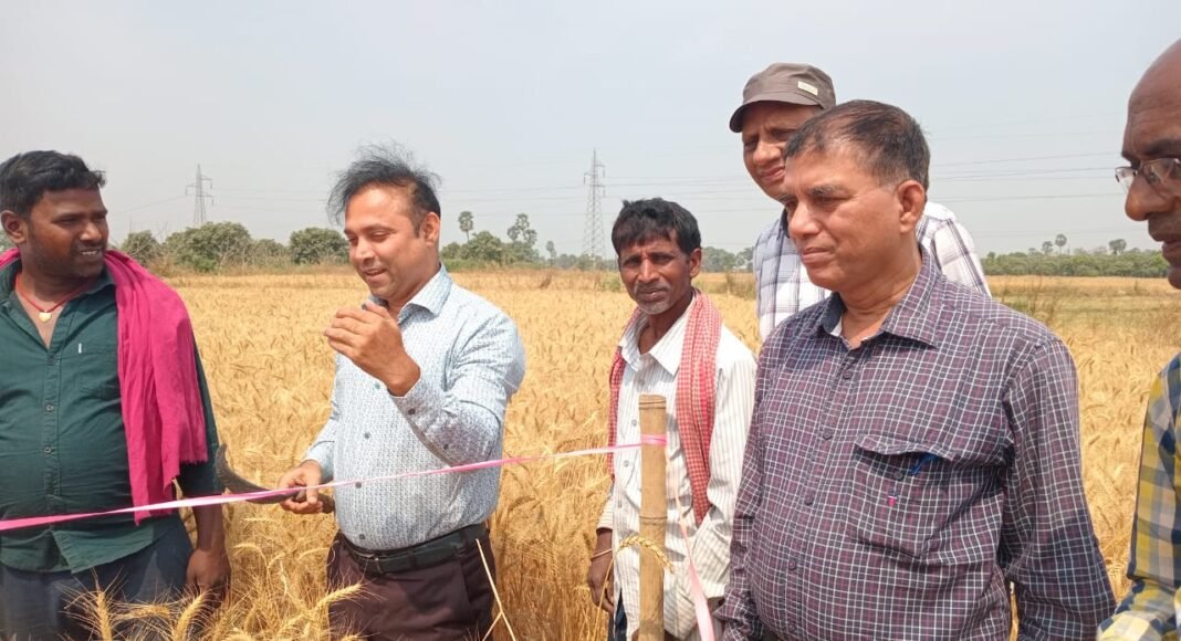 भागलपुर डीएम ने गेहूं कटनी के प्रयोग का निरीक्षण किया