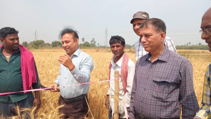 भागलपुर डीएम ने गेहूं कटनी के प्रयोग का निरीक्षण किया