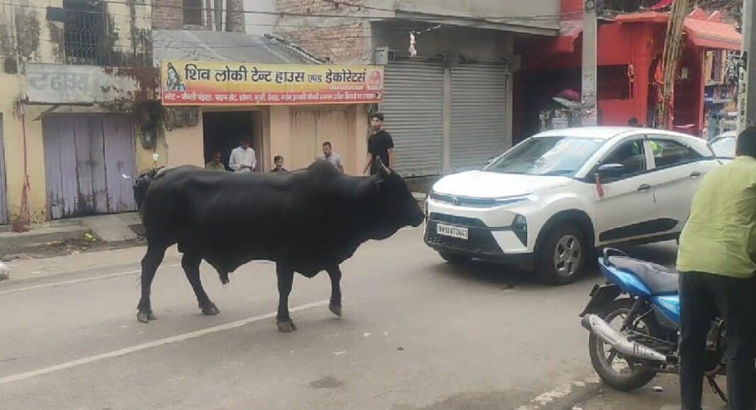 भागलपुर में सांड हुआ आक्रामक