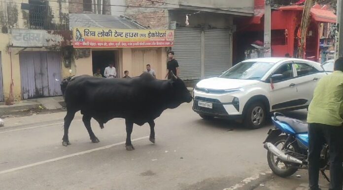 भागलपुर में सांड हुआ आक्रामक