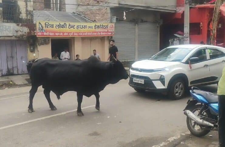 भागलपुर में सांड हुआ आक्रामक