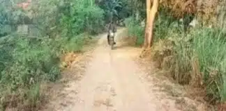 Ranchi News: झारखंड में इस साल 7347 नई ग्रामीण सड़कें बनेंगी, 22 हजार लोकेशन की हुई थी पहचान ग्रामीण सड़क