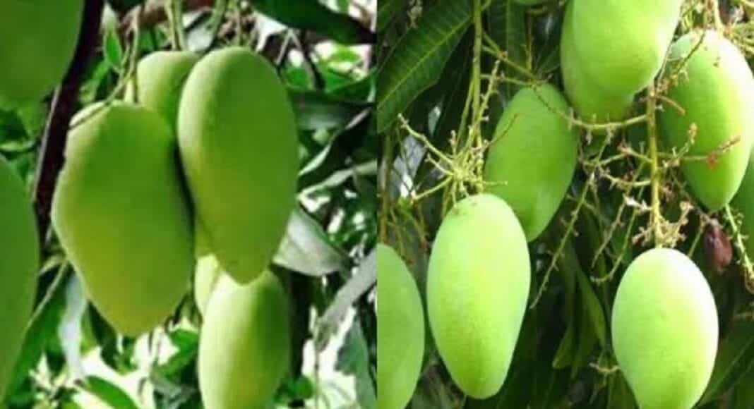 बिहार से अमेरिका पहुंचा बांका का आम
