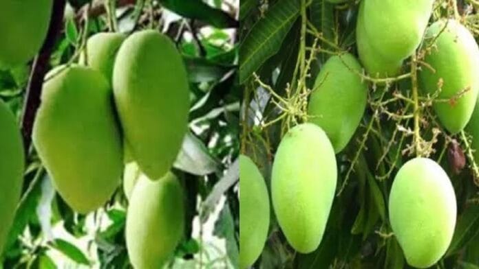 बिहार से अमेरिका पहुंचा बांका का आम