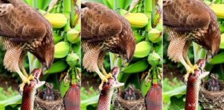 बाज ने सांप को जकड़ा