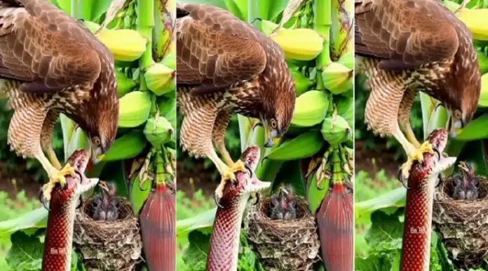 Viral Video: बाज ने सांप को जकड़ा बाज ने सांप को जकड़ा