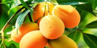 आम की गुठलियों से बनेगा हाइड्रोजेल