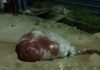Bhagalpur: थाने के सामने बोरे में शव होने की अफवाह, खुलते ही निकले मुर्गियों के पंख थाने के सामने बोरे में शव होने की अफवाह