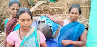 चूजों का वितरण