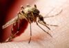 मुजफ्फरपुर में डेंगू का प्रकोप