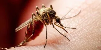 मुजफ्फरपुर में डेंगू का प्रकोप, चमकी बुखार के भी मरीज मिलने से दहशत मुजफ्फरपुर में डेंगू का प्रकोप