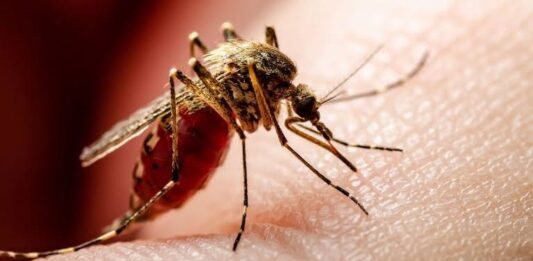 मुजफ्फरपुर में डेंगू का प्रकोप