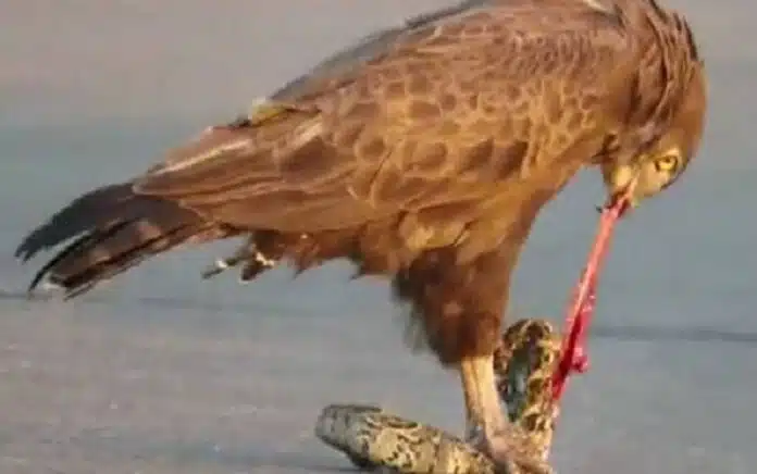 Eagle and snake वीडियो देख कांप जाएगा दिल