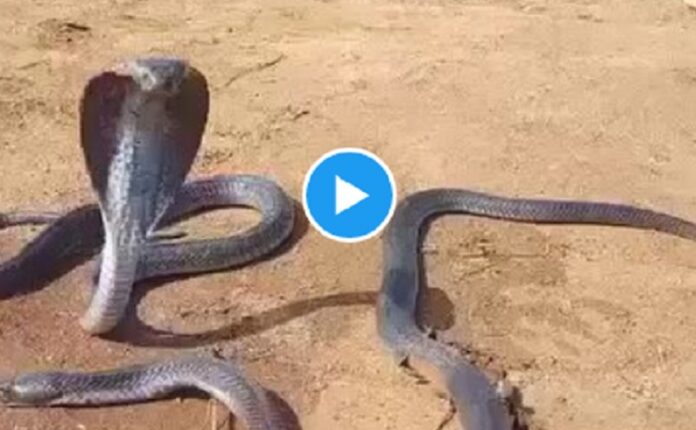 भावुक कर देने वाला वीडियो