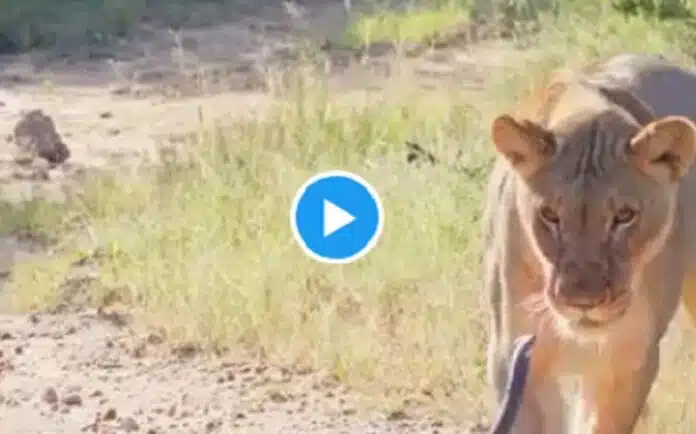 Viral Video जंगल में छिड़ी खौफनाक टक्कर