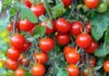 टमाटर बीज लाल सोना