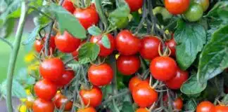 Tomato Seeds Price: टमाटर के बीज बने लाल सोना, चांदी से भी महंगे दाम पर बिक रहे हाइब्रिड सीड्स टमाटर बीज लाल सोना