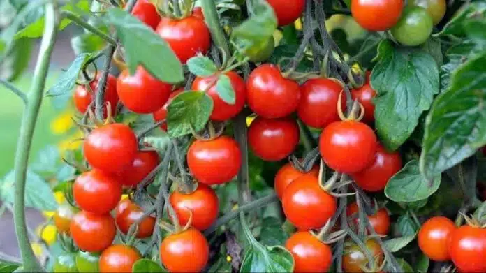 Tomato Seeds Price टमाटर बीज लाल सोना