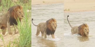 शेर ने दिखाई बादशाहत