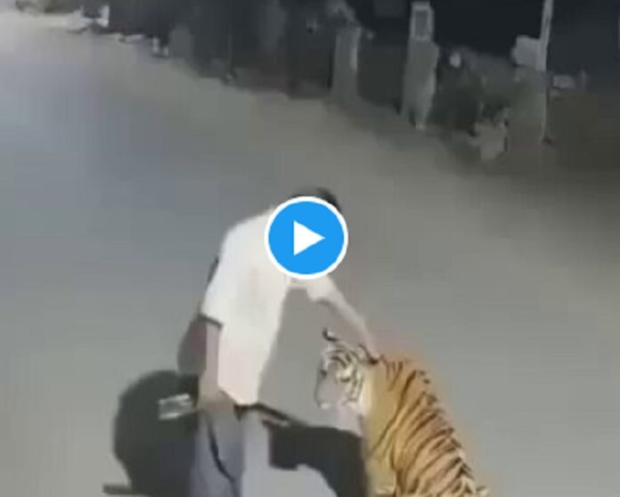 नशे में युवक ने बाघ को शराब पिलाई