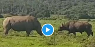 जंगल में गैंडे और भैंस की जोरदार भिड़ंत