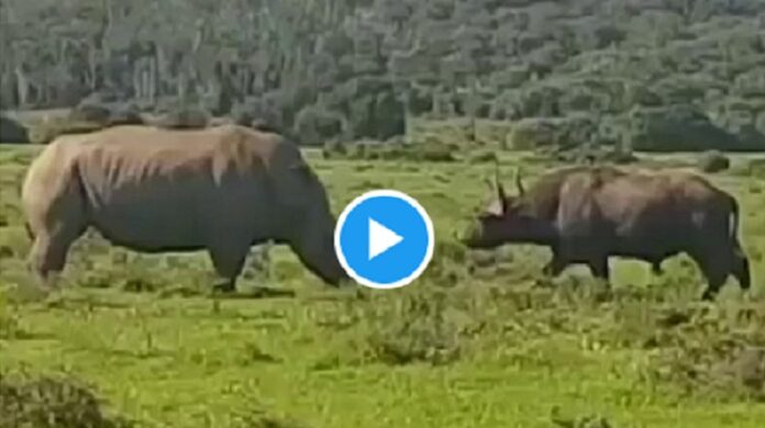 जंगल में गैंडे और भैंस की जोरदार भिड़ंत