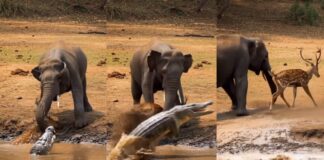 मगरमच्छ के जबड़े से हिरण को बचाने आया हाथी