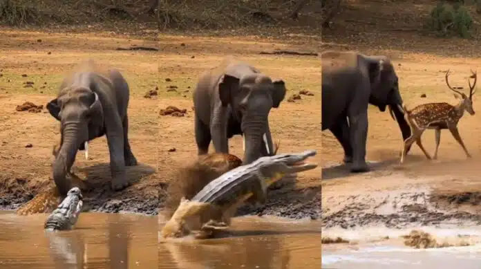 Viral Video-13 मगरमच्छ के जबड़े से हिरण को बचाने आया हाथी