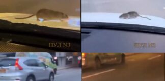 चलती कार के बोनट पर चूहा चढ़ा