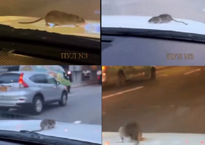 चलती कार के बोनट पर चूहा चढ़ा
