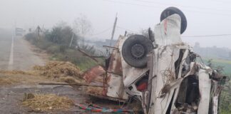 मवेशी लदी पिकअप पलटी