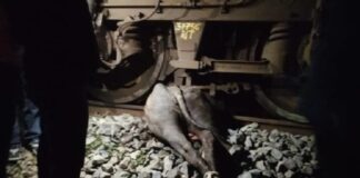 ट्रेन से टकराया भैंसा, हादसा टला