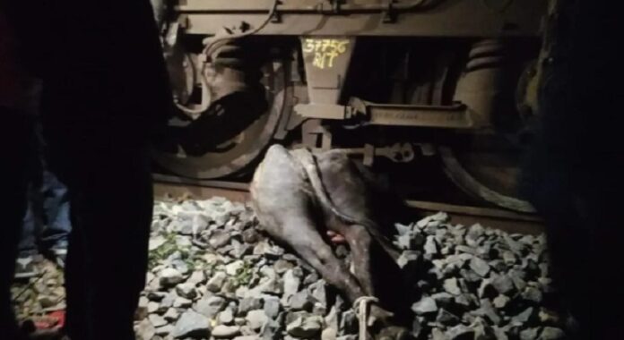 ट्रेन से टकराया भैंसा, हादसा टला