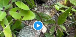 सांप और मॉनिटर लिजर्ड की खतरनाक भिड़ंत