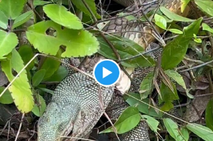सांप और मॉनिटर लिजर्ड की खतरनाक भिड़ंत