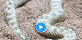 रेत में गायब होने वाले सांप का चौंकाने वाला वीडियो