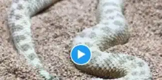 Viral Video: रेत में गायब होने वाले सांप का चौंकाने वाला वीडियो, शिकार पर अचानक धावा बोलने में माहिर रेत में गायब होने वाले सांप का चौंकाने वाला वीडियो