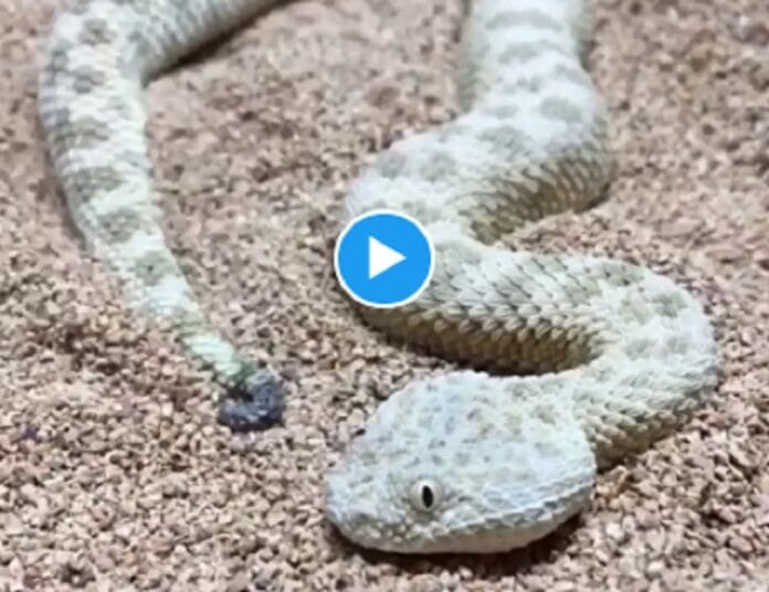रेत में गायब होने वाले सांप का चौंकाने वाला वीडियो