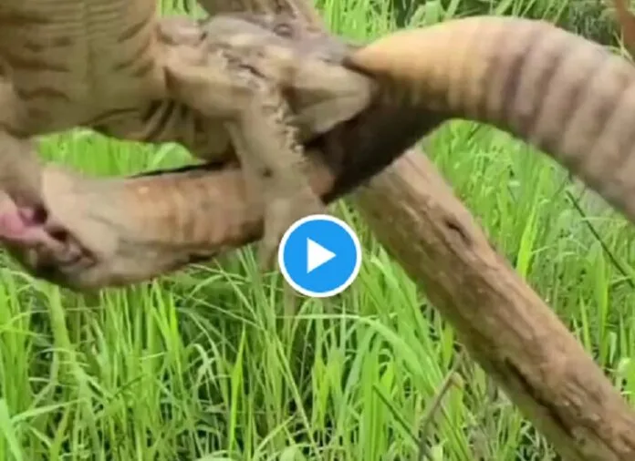 Viral Video-20 पेड़ पर सांप और बड़ी छिपकली की खतरनाक भिड़ंत