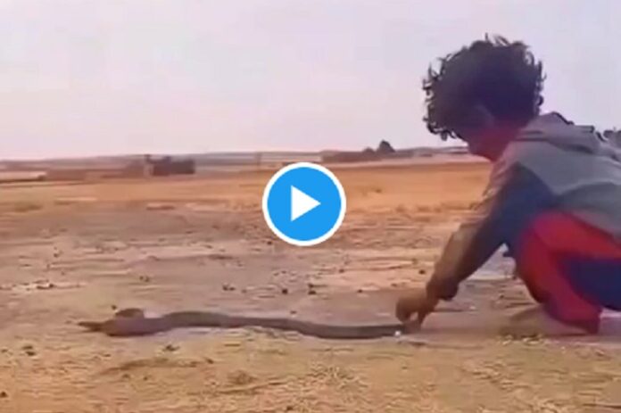 फुफकारता रहा सांप, बच्चे पकड़ते रहे, चौंकाने वाला वीडियो वायरल