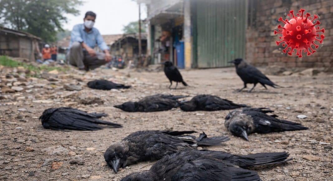 बर्ड फ्लू