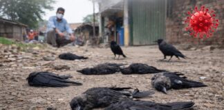 बर्ड फ्लू