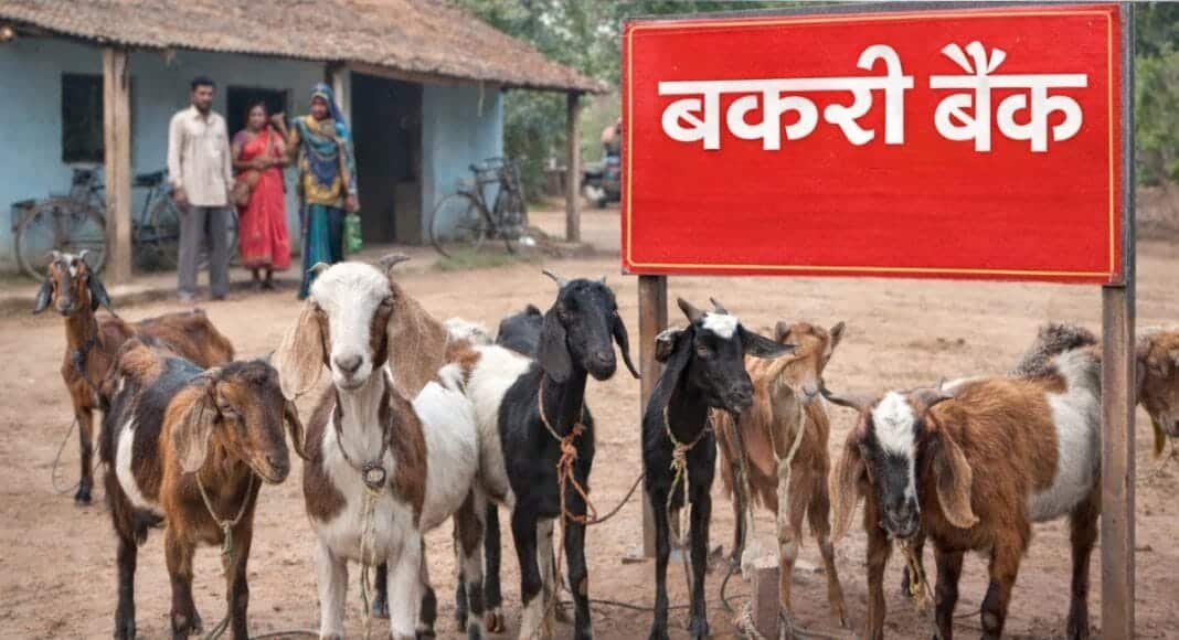 Goat Bank
