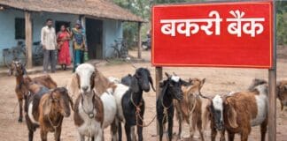 Goat Bank