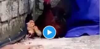 Viral Video