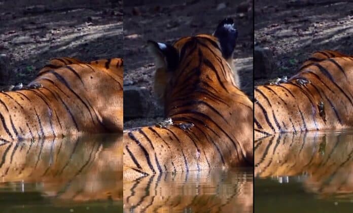 दोस्ती
